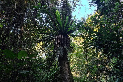 O\'Reilly\'s And Binna Burra Full-Day Tour - Lamington National Park - Local Tourism 2