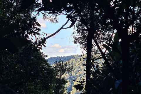 O\'Reilly\'s And Binna Burra Full-Day Tour - Lamington National Park - Local Tourism 7