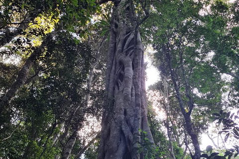 O\'Reilly\'s And Binna Burra Full-Day Tour - Lamington National Park - Local Tourism 6