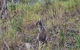 O\'Reilly\'s And Binna Burra Full-Day Tour - Lamington National Park - thumb 4