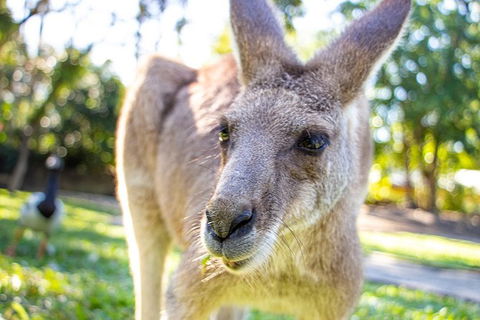 Virtual Interactive Australian Wildlife Tour With Private Guide-Wildlife Habitat - Australia Shopping 6