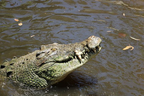 Virtual Interactive Australian Wildlife Tour With Private Guide-Wildlife Habitat - Australia Shopping 2