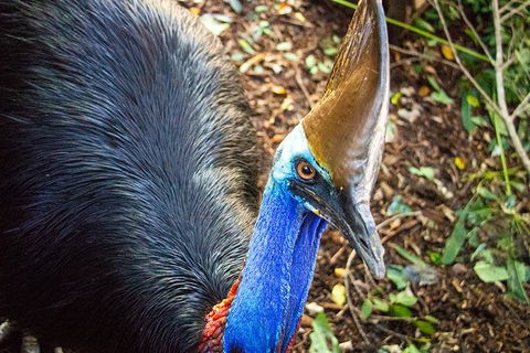 Virtual Interactive Australian Wildlife Tour With Private Guide-Wildlife Habitat - Australia Shopping 5