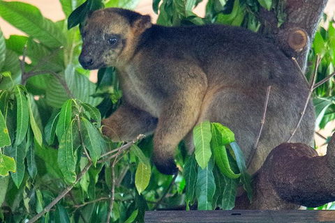 Virtual Interactive Australian Wildlife Tour With Private Guide-Wildlife Habitat - Australia Shopping 1