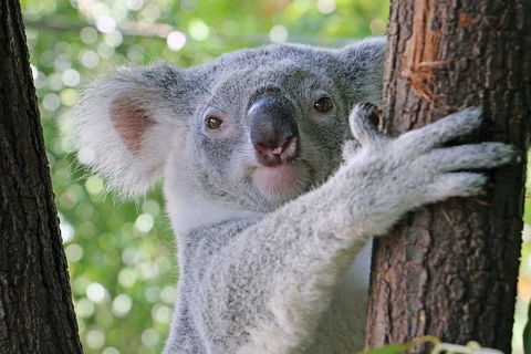 Virtual Interactive Australian Wildlife Tour With Private Guide-Wildlife Habitat - Australia Shopping 0