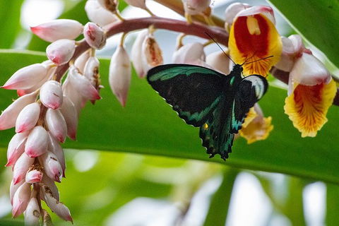 Australian Butterfly Sanctuary- Virtual Interactive Tour With Private Guide - Australia Shopping 0
