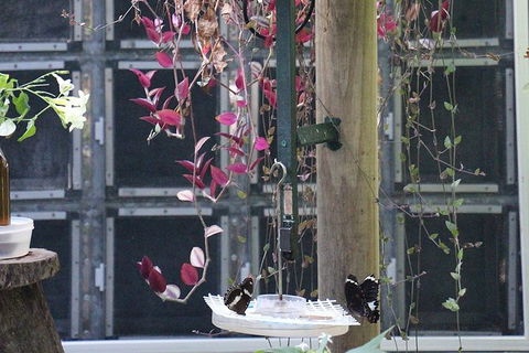 Australian Butterfly Sanctuary- Virtual Interactive Tour With Private Guide - Australia Shopping 6