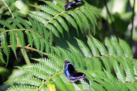 Australian Butterfly Sanctuary- Virtual Interactive Tour With Private Guide - Australia Shopping 3