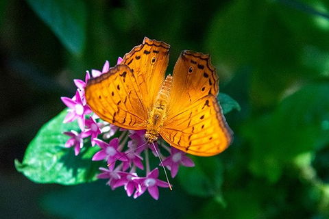 Australian Butterfly Sanctuary- Virtual Interactive Tour With Private Guide - Australia Shopping 1