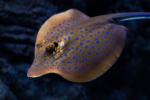 Cairns Aquarium Tour By Twilight With Drink And Appetiser - Accommodation Australia 5