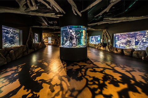 Cairns Aquarium Tour By Twilight With Drink And Appetiser - Accommodation Australia 4