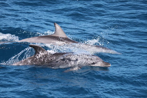 Sandy Straits Scenic & Wildlife Cruise - Local Tourism 1