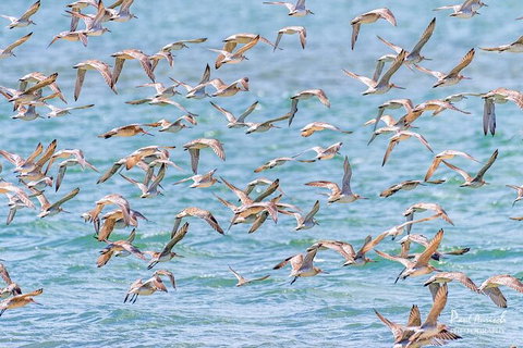 Sandy Straits Scenic & Wildlife Cruise - Local Tourism 4