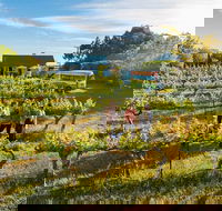 Barossa Valley Highlights from Barossa Valley Including Wine and Cheese Tasting - Australia Shopping