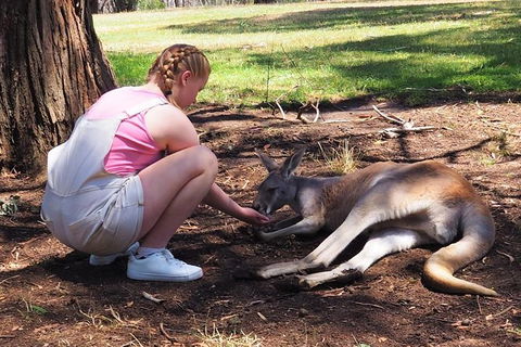 Adelaide Driving Tour - Accommodation Australia 0