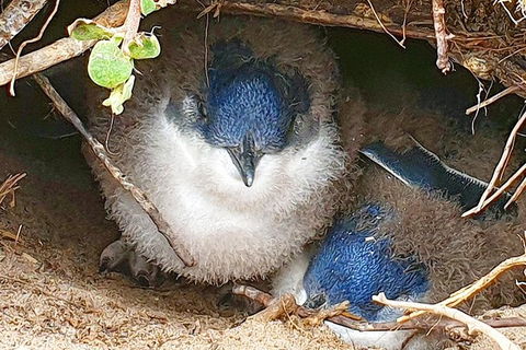 Bruny Island Day Tour, Includes Lunch And Exclusive Lighthouse Tour - Accommodation Australia 1