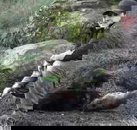 After Dark Tasmanian Devil Feeding Tour at Cradle Mountain