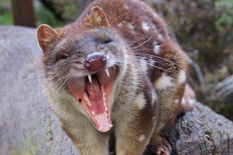 After Dark Tasmanian Devil Feeding Tour At Cradle Mountain - Accommodation Australia 4