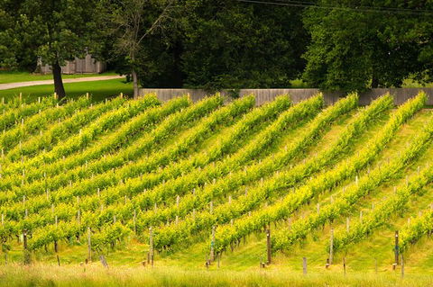 All Inclusive Wine Tour Up The Derwent Valley Hobart: Local Wines & Cheeses - Local Tourism 3
