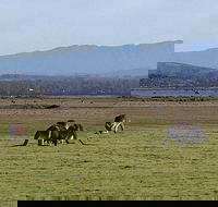 Spend a day in one of Tasmania's best wildlife National Park's - Accommodation Australia