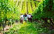 Private Luxury-Eco Tour - thumb 3