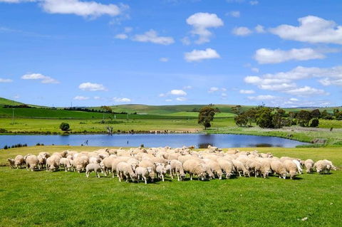 Mount Field Private Charter Service - Accommodation Australia 5