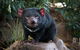 Highlights Of Tasmania Premium Small Group 7 Days Touring Package - thumb 9