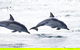 Highlights Of Tasmania Premium Small Group 7 Days Touring Package - thumb 1