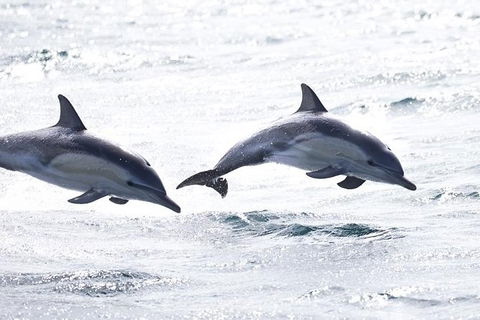 Highlights Of Tasmania Premium Small Group 7 Days Touring Package - Accommodation Australia 1