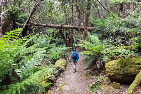 Mt. Wellington Morning Hike + Afternoon Beer & History Walk - Accommodation Australia 7