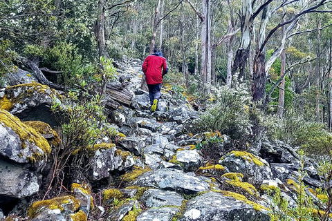 Mt. Wellington Morning Hike + Afternoon Beer & History Walk - Accommodation Australia 8