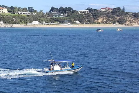 Dolphin And Seal Swim Reef Snorkel Boat Tour Mornington Peninsula - Accommodation Australia 14