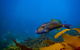 Dolphin And Seal Swim Reef Snorkel Boat Tour Mornington Peninsula - thumb 9