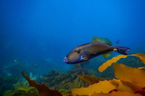 Dolphin And Seal Swim Reef Snorkel Boat Tour Mornington Peninsula - Accommodation Australia 9