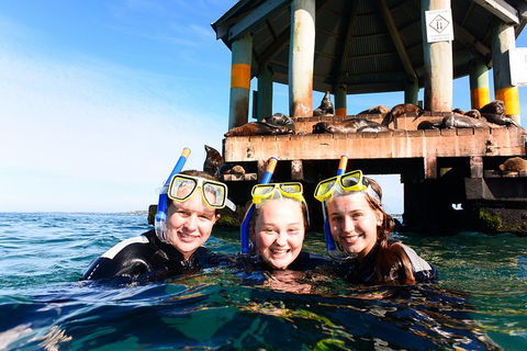 Dolphin And Seal Swim Reef Snorkel Boat Tour Mornington Peninsula - Accommodation Australia 4