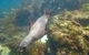 Dolphin And Seal Swim Reef Snorkel Boat Tour Mornington Peninsula - thumb 3