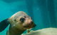 Dolphin And Seal Swim Reef Snorkel Boat Tour Mornington Peninsula - thumb 0