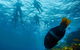Dolphin And Seal Swim Reef Snorkel Boat Tour Mornington Peninsula - thumb 1