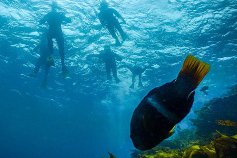 Dolphin And Seal Swim Reef Snorkel Boat Tour Mornington Peninsula - Accommodation Australia 1