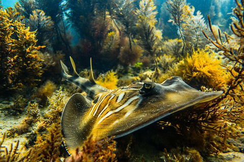 Dolphin And Seal Swim Reef Snorkel Boat Tour Mornington Peninsula - Accommodation Australia 11