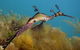 Dolphin And Seal Swim Reef Snorkel Boat Tour Mornington Peninsula - thumb 10