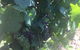 Yarra Valley Wine Tasting Tour - thumb 4