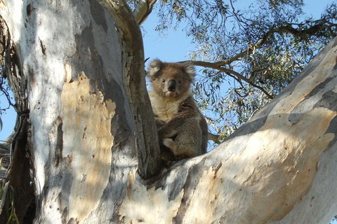 Tahbilk Winery And Wetlands Tour With Local Wine Ambassador Including Lunch, Wine Tasting And A Wine Making Class - Local Tourism 1