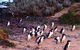Phillip Island Private Experience - thumb 0
