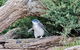 Phillip Island Private Experience - thumb 1