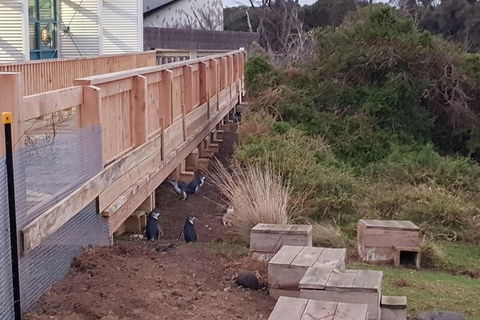 Phillip Island Private Experience - Australia Shopping 13