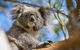 Melbourne Short Break Holiday To The Great Ocean Road & Grampians 3 Day Escape - thumb 5