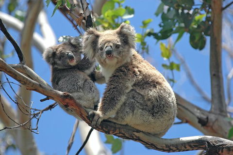 LGBT+ Friendly 2 Day Private Tour Great Ocean Road + Phillip Island - Accommodation Australia 1