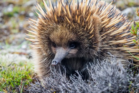 LGBT+ Friendly 3 Day Tour The Grampians, Daylesford & Ballarat - Australia Shopping 3