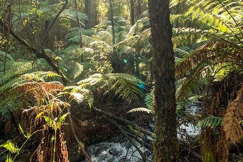 Hiking Tour To Aqueduct And Warburton Valley Lookout - Local Tourism 3